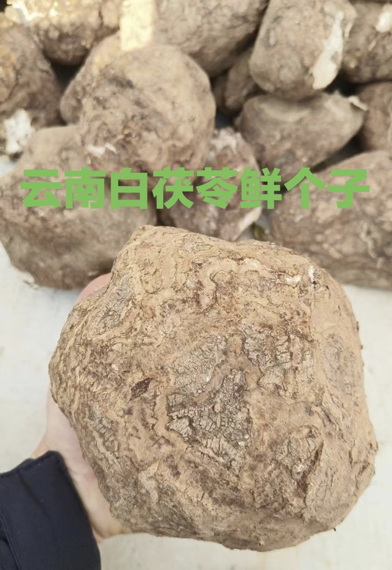 云南鲜茯苓个子大小都有量大从优欢迎来电咨询