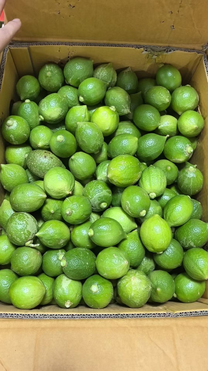 广东香水柠檬