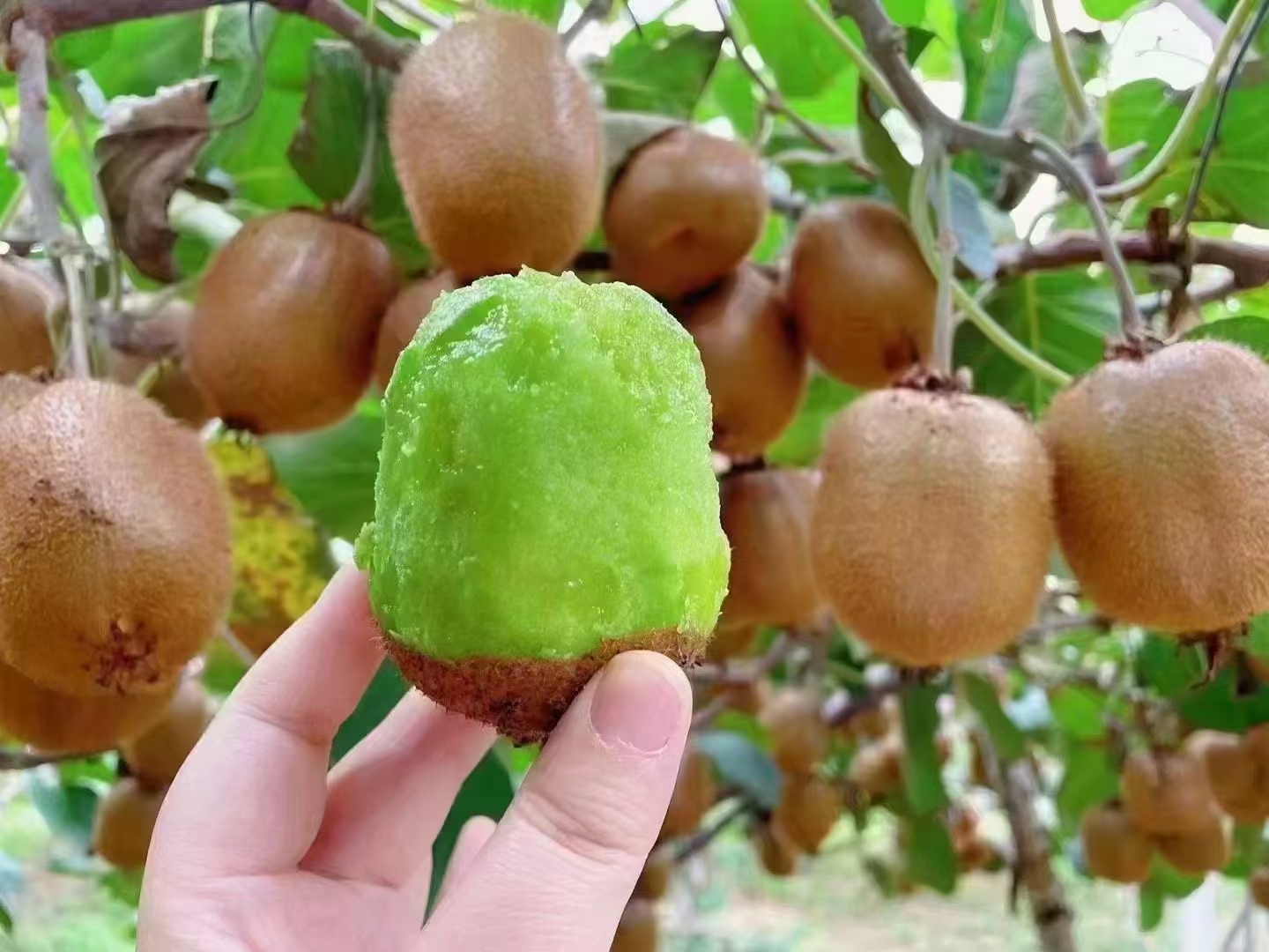 丹东山区野生猕猴桃自然生长场景