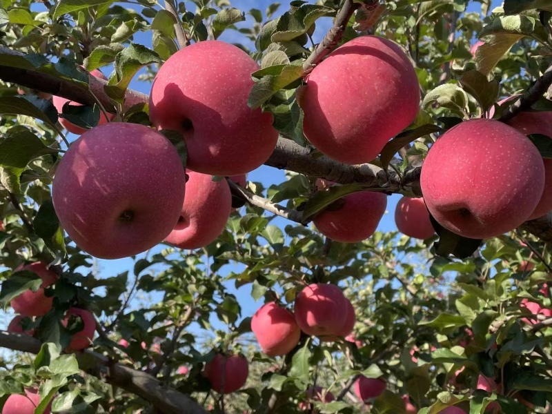 【协助装箱】红富士苹果大量有货质量保证脆甜可口