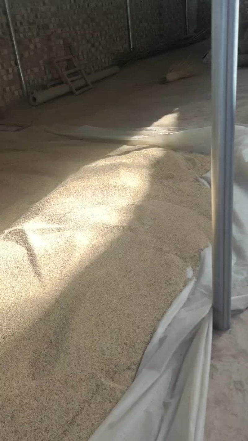 白糜子