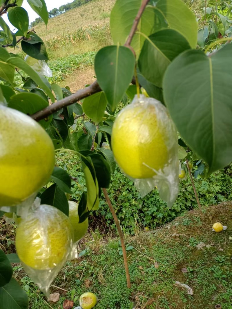 雪花梨