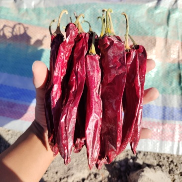 红龙23线椒，二荆条干辣椒，有需要的联系