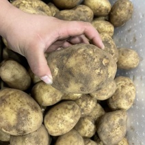 黄心土豆白心土豆大小果都有看上的老板电联