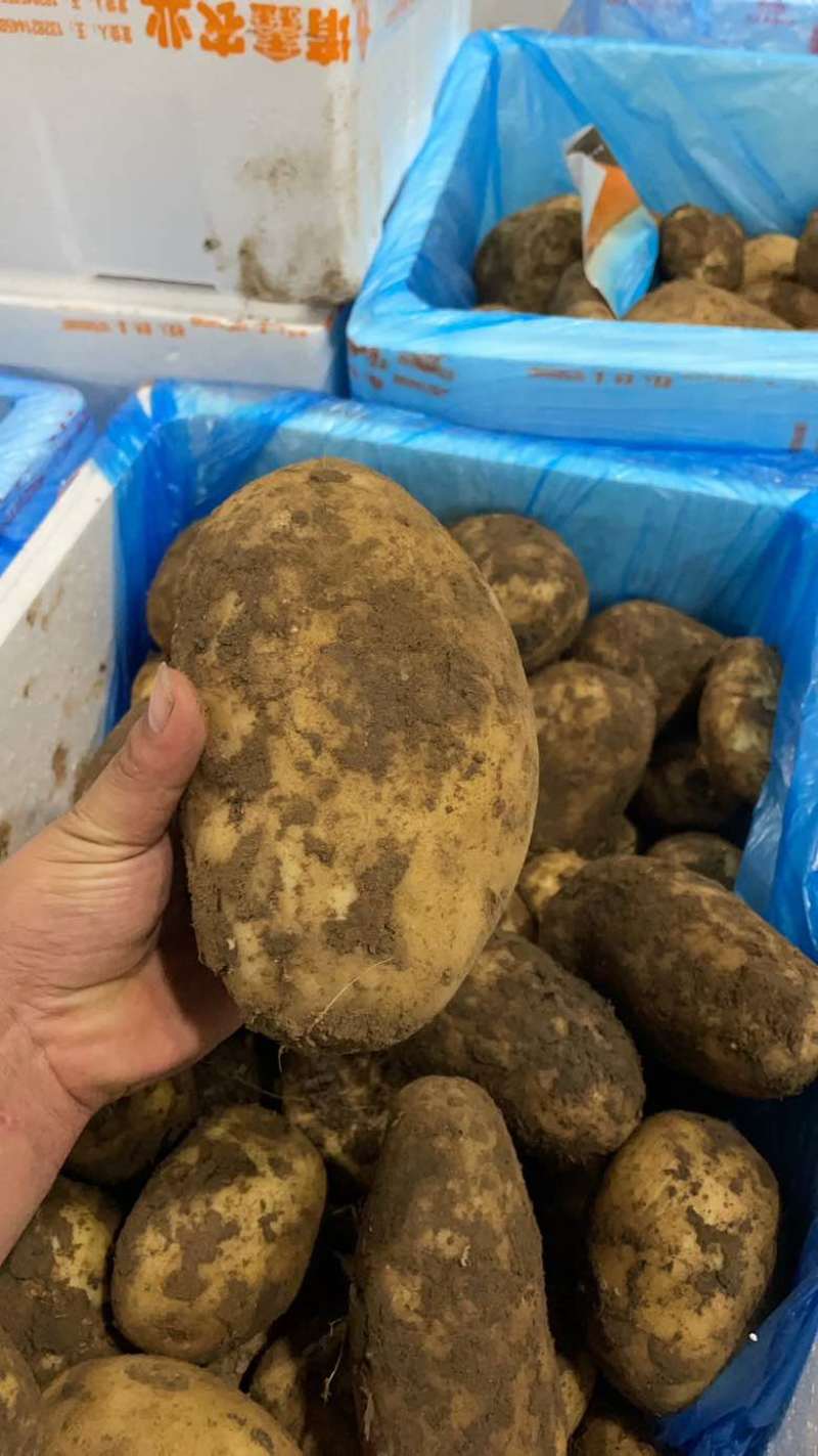 黄心土豆白心土豆大小果都有看上的老板电联