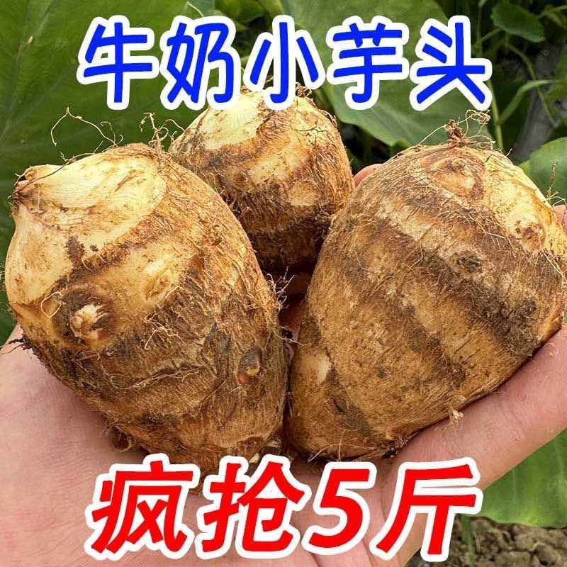 现挖新鲜奶香芋头小奶芋奶心富硒牛奶玉头高山当季粉糯