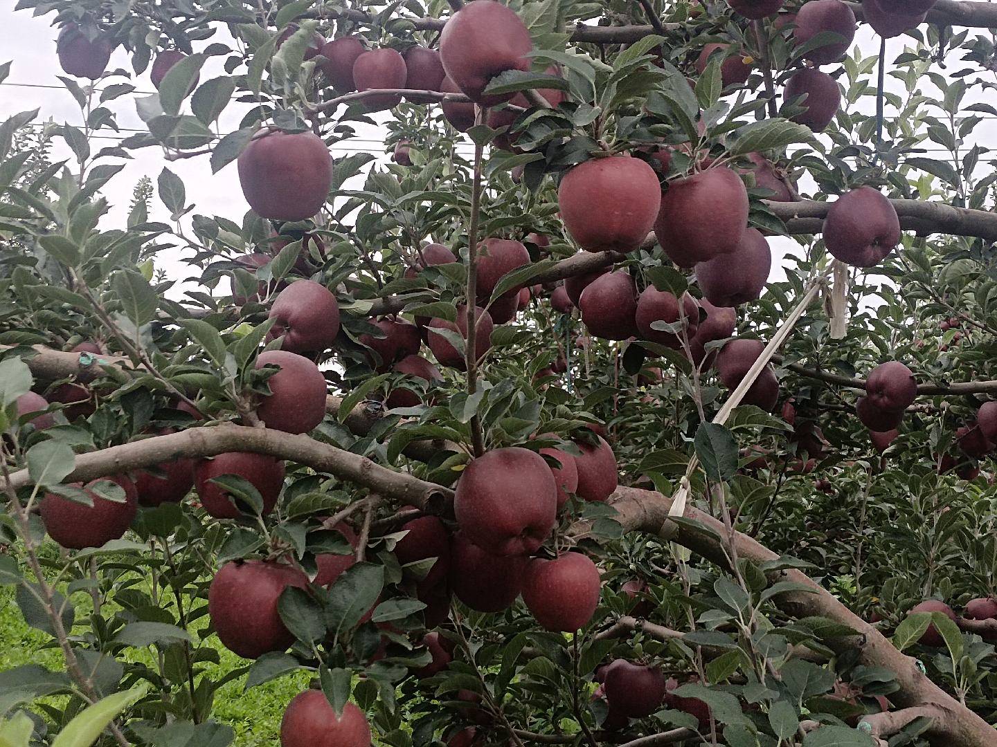 一名可爱宝宝正开心地品尝妈妈做的花牛苹果泥,脸上露出满足的笑容 宝宝开心吃花牛苹果泥的照片