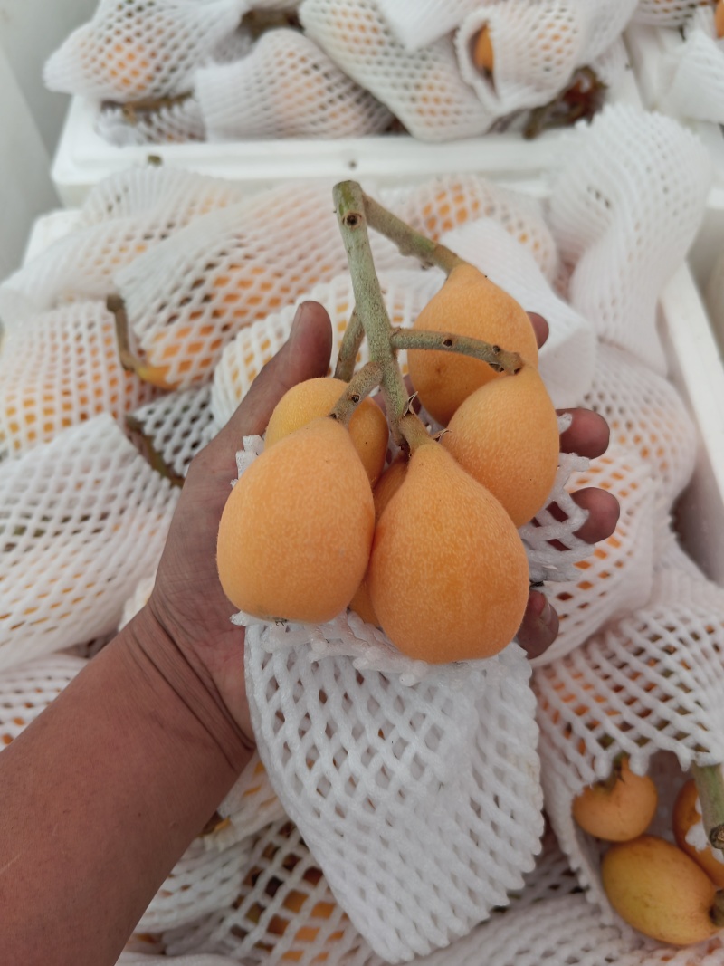 云南优质枇杷，陆续上市，货源充足，
