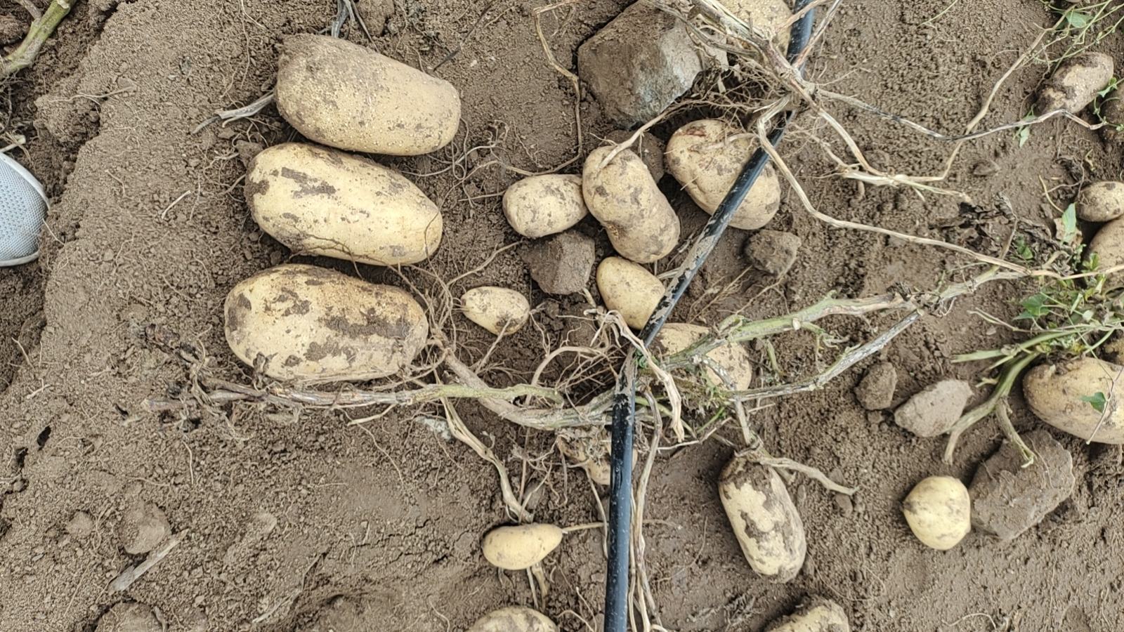 展示新鲜土豆丝与变质土豆丝的对比,帮助读者判断是否还能使用 新鲜与变质土豆丝对比图