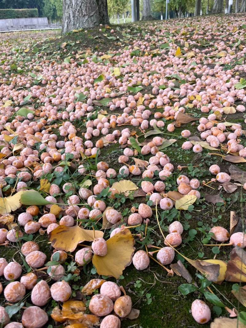 白果