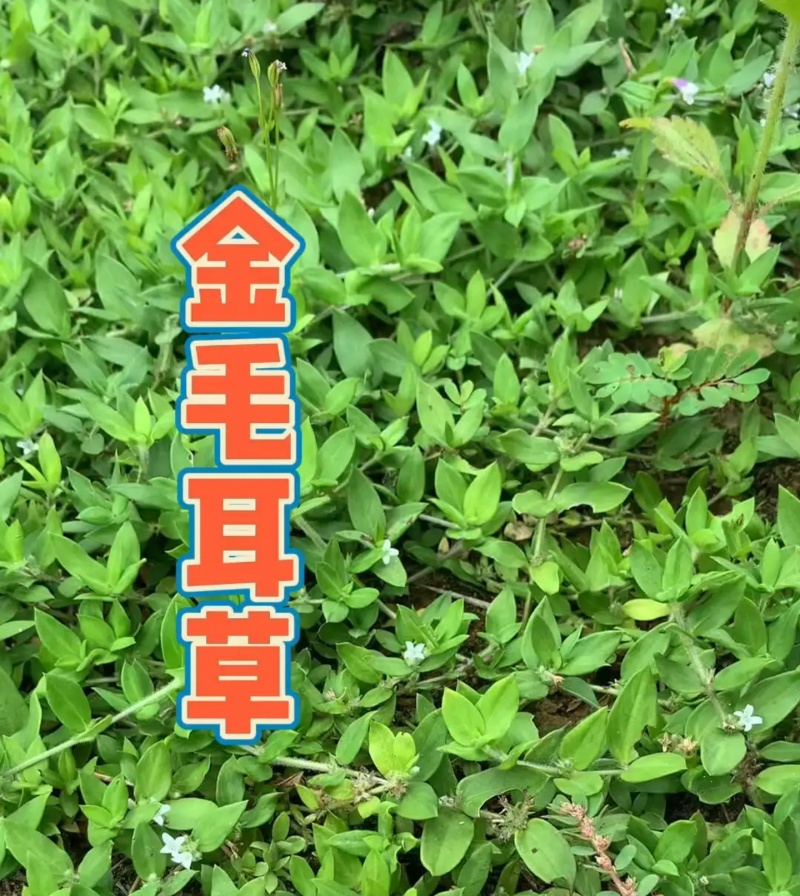 新鲜采摘金毛耳草包邮过路蜈蚣草石打穿仙人对坐草中草药材