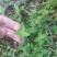 新鲜采摘金毛耳草包邮过路蜈蚣草石打穿仙人对坐草中草药材