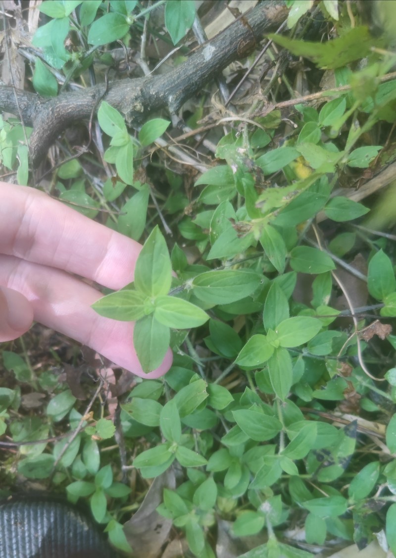 新鲜采摘金毛耳草包邮过路蜈蚣草石打穿仙人对坐草中草药材