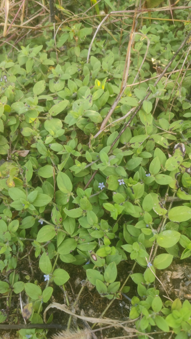 新鲜采摘金毛耳草包邮过路蜈蚣草石打穿仙人对坐草中草药材