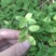 新鲜采摘金毛耳草包邮过路蜈蚣草石打穿仙人对坐草中草药材