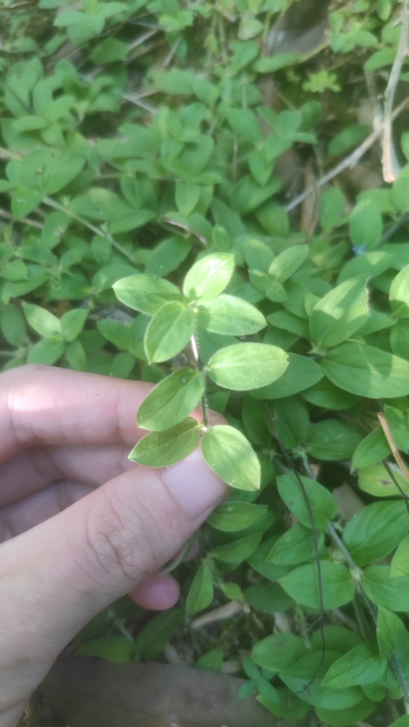 新鲜采摘金毛耳草包邮过路蜈蚣草石打穿仙人对坐草中草药材