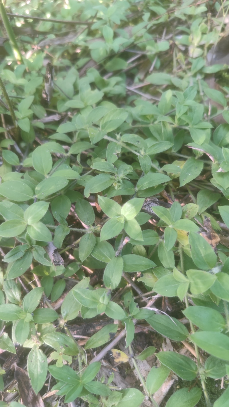 新鲜采摘金毛耳草包邮过路蜈蚣草石打穿仙人对坐草中草药材