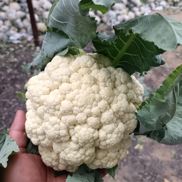 本地精品有机花菜，大量现货，质量保证，一手货源