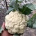 本地精品有机花菜，大量现货，质量保证，一手货源