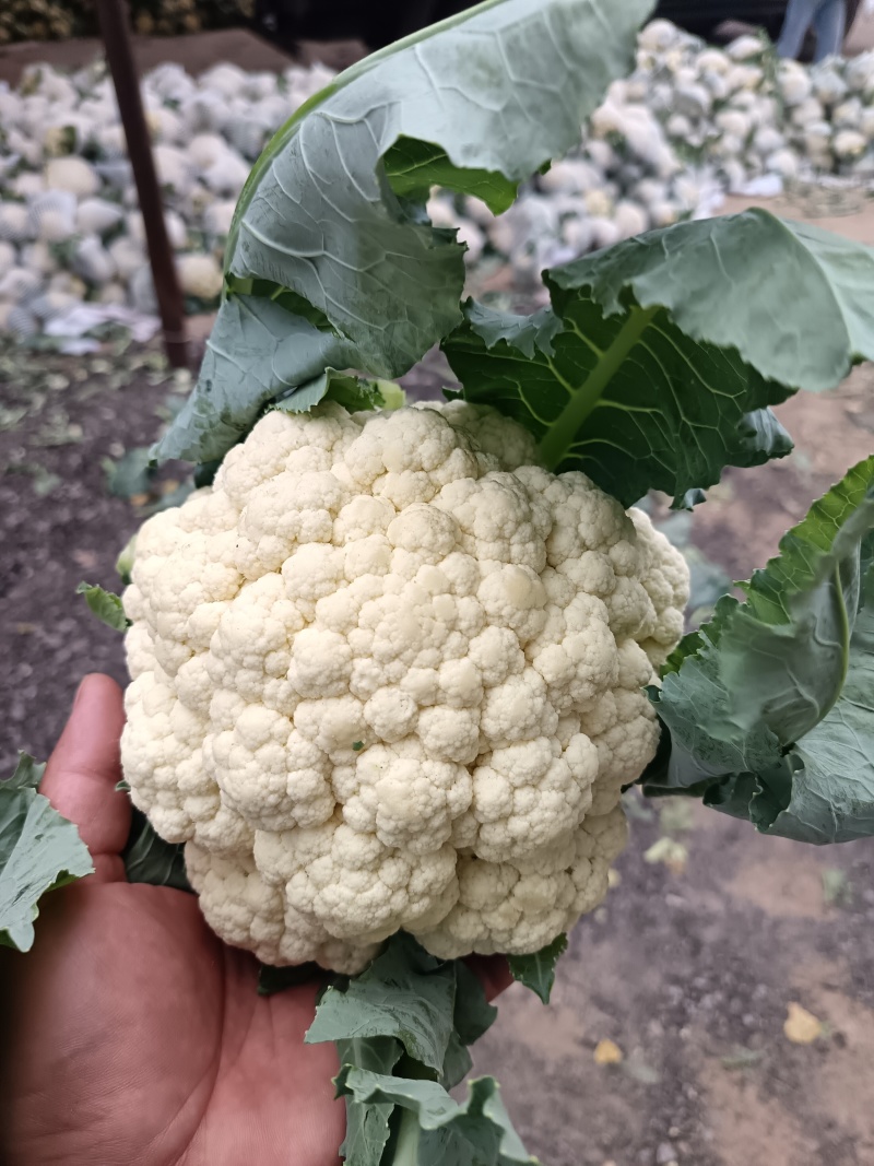 本地精品有机花菜，大量现货，质量保证，一手货源