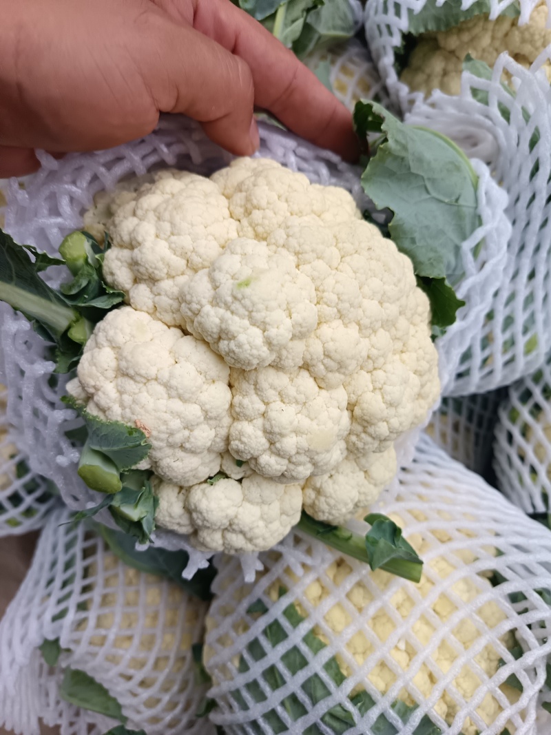 本地精品有机花菜，大量现货，质量保证，一手货源