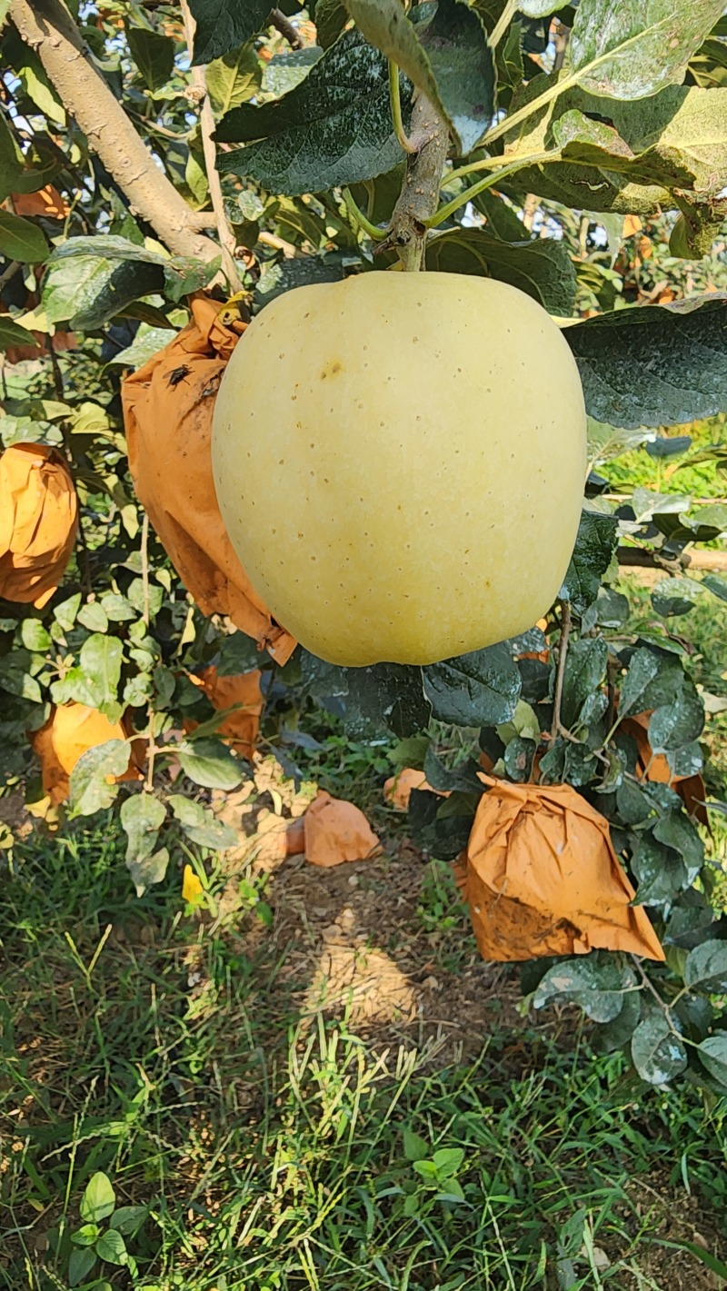 苹果