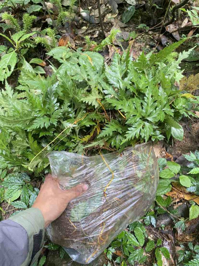 大量野生黄连苗，需要的老板联系