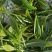 纯手工炒制农家生态普洱生茶（茶树龄60）