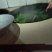 纯手工炒制农家生态普洱生茶（茶树龄60）