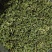纯手工炒制农家生态普洱生茶（茶树龄60）