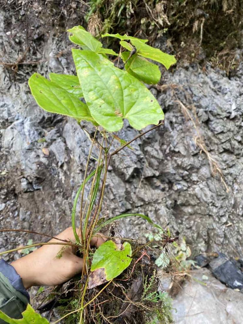 野生大叶淫羊藿苗，大量有货，需要的老板联系