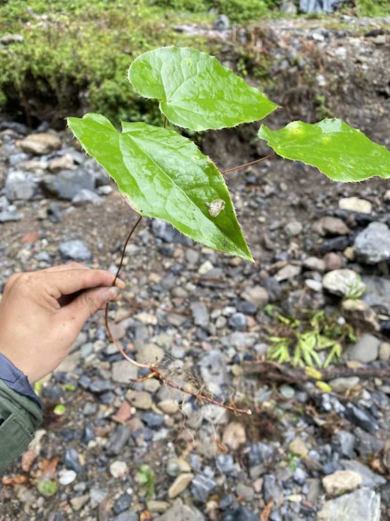 野生大叶淫羊藿苗，大量有货，需要的老板联系