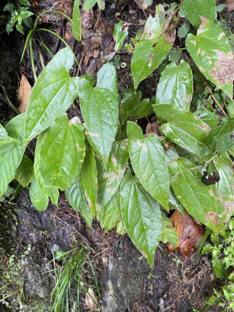 野生大叶淫羊藿苗，大量有货，需要的老板联系