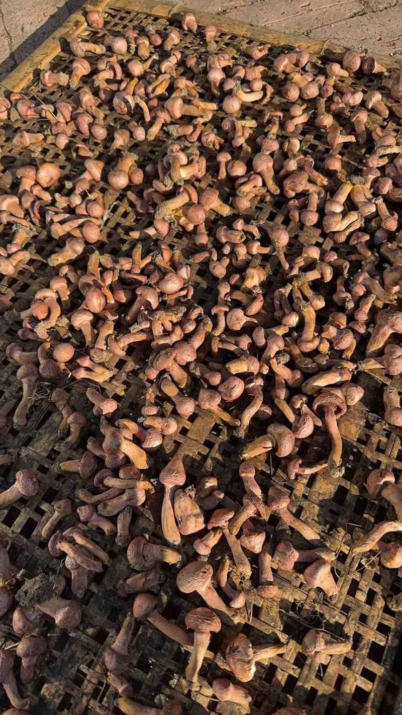 送礼必远好物，大自然赋予的生活品质
