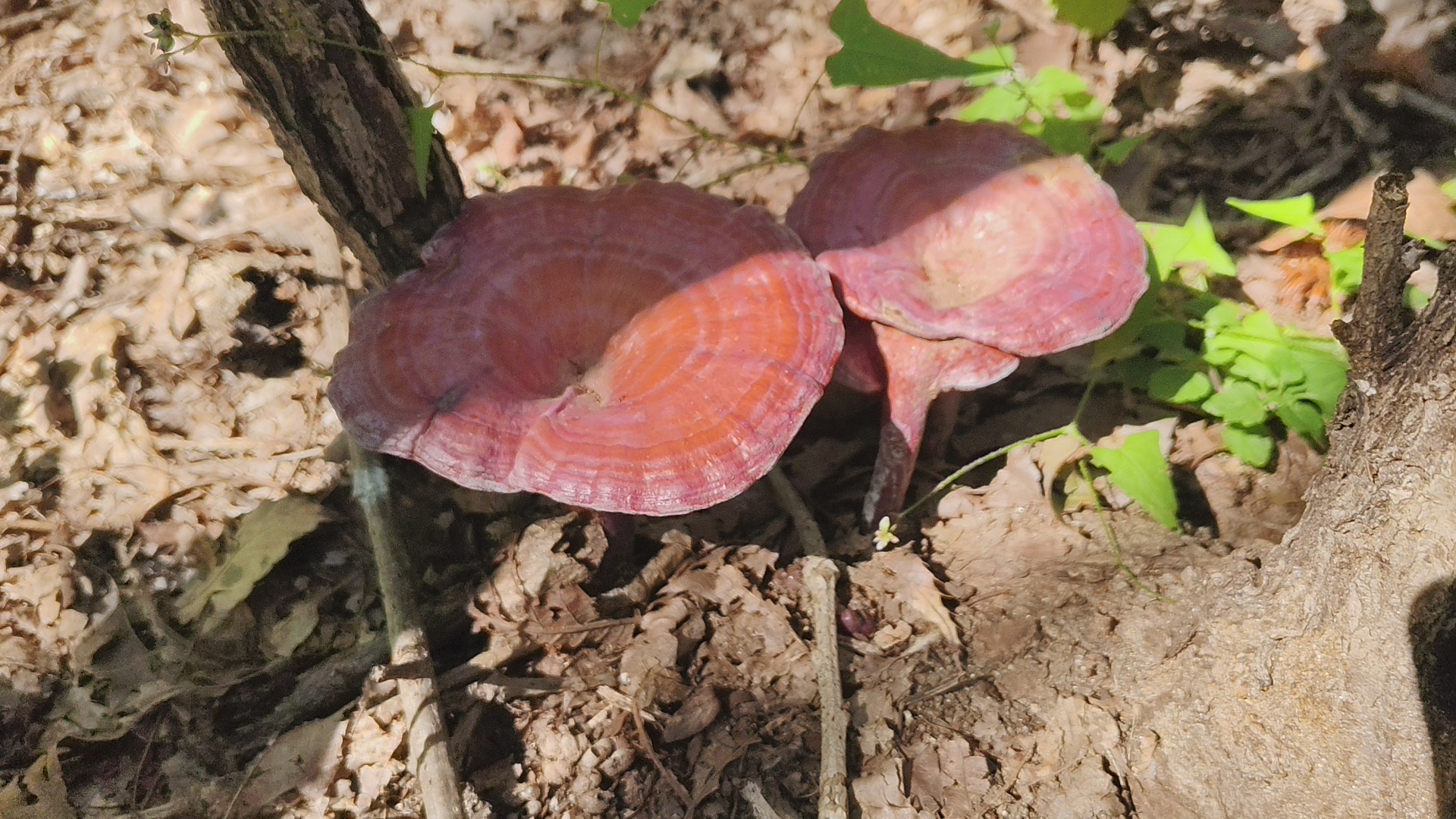 赤灵芝在森林中自然生长
