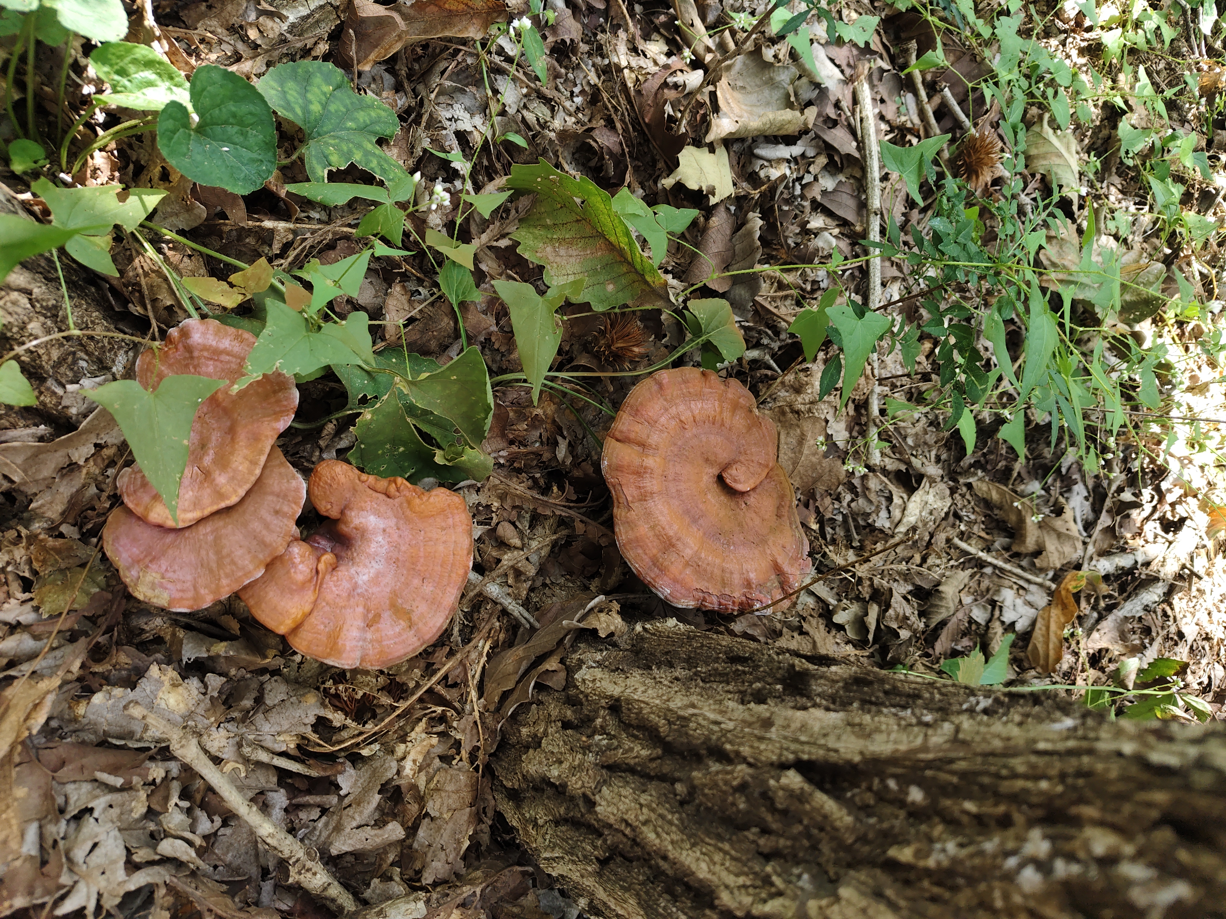 森林中枯木上生长的灵芝群落