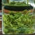 日照绿茶云雾绿茶