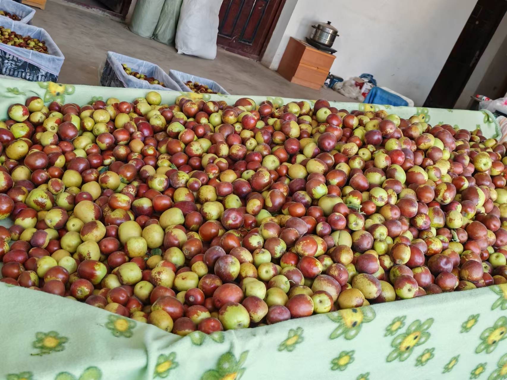 冬枣果实在阳光下