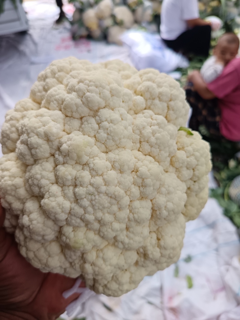 本地精品有机花菜大量现货，质量保证，代发全国，诚信合作