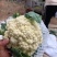 本地精品有机花菜大量现货，质量保证，代发全国，诚信合作