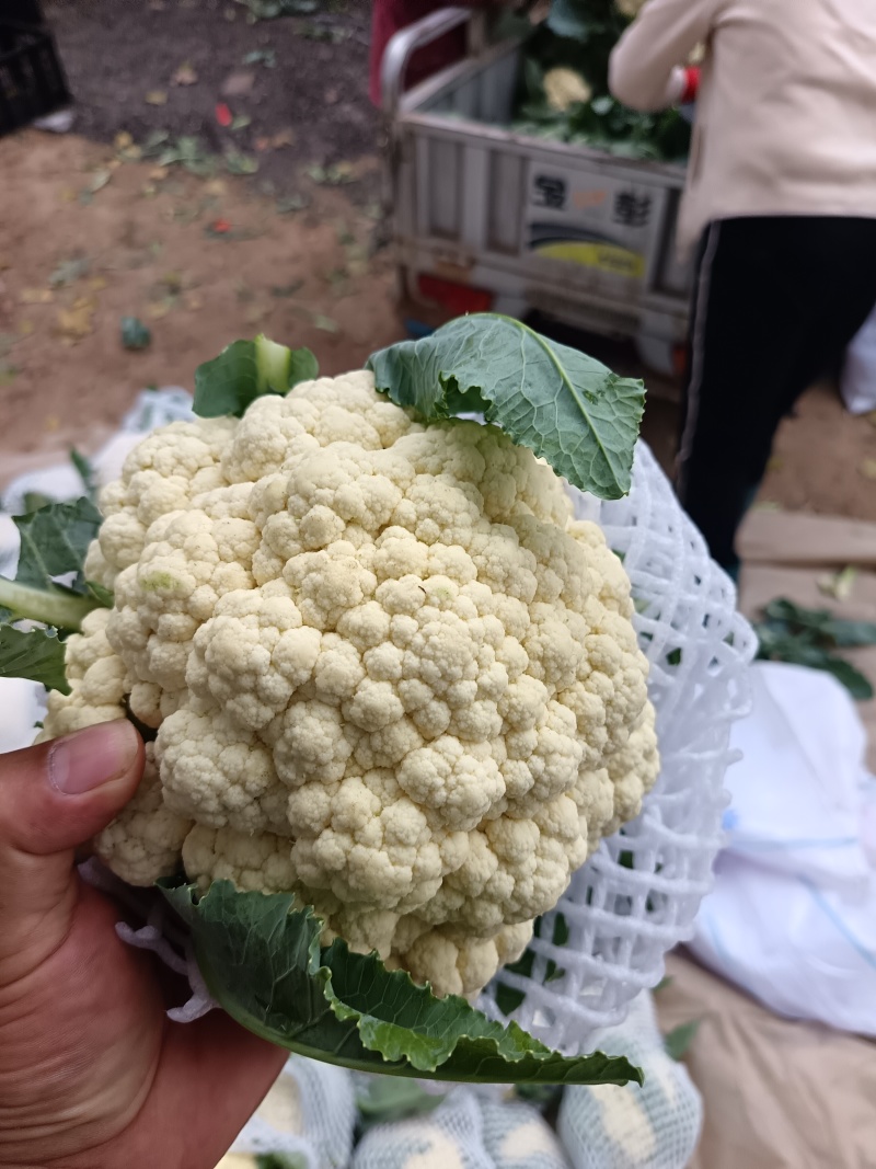 本地精品有机花菜大量现货，质量保证，代发全国，诚信合作
