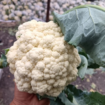 本地精品有机花菜大量现货，质量保证，代发全国，诚信合作