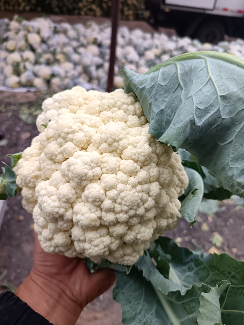 本地精品有机花菜大量现货，质量保证，代发全国，诚信合作