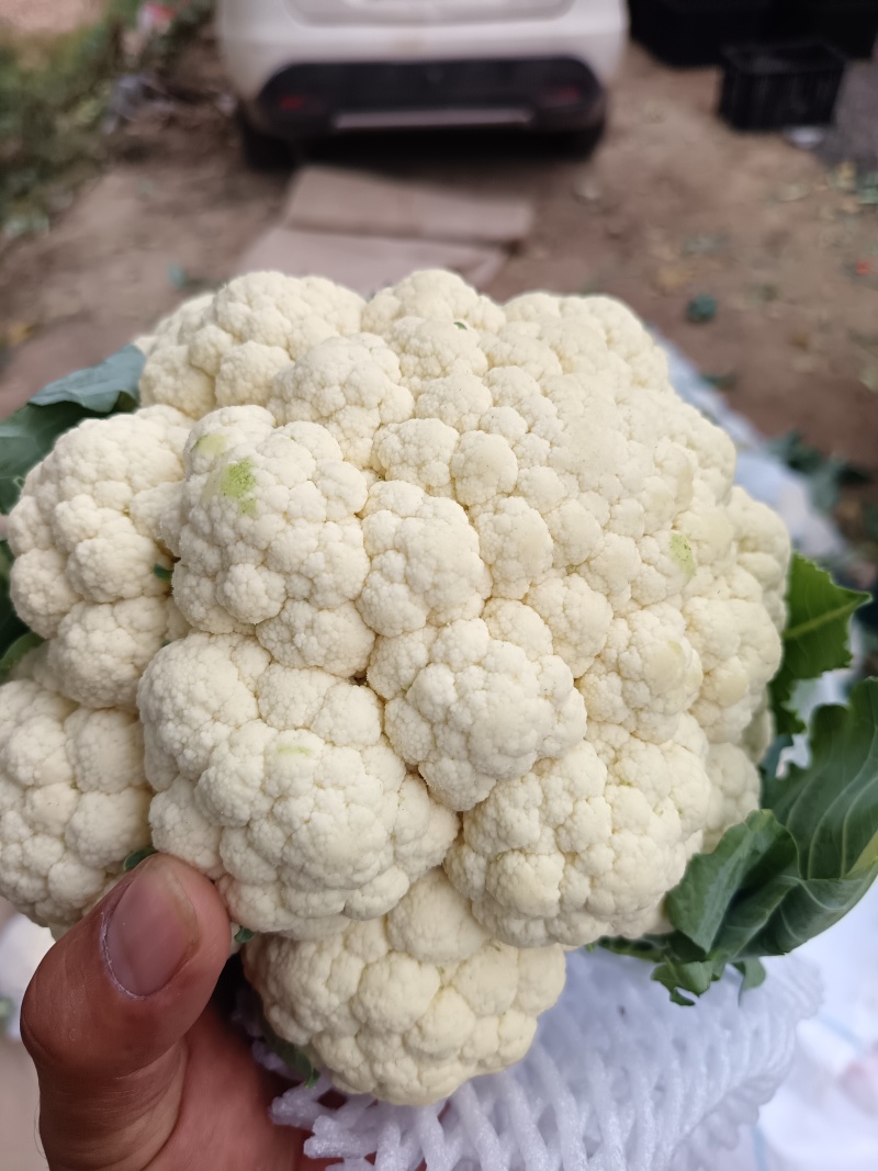 本地精品有机花菜大量现货，质量保证，代发全国，诚信合作