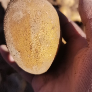 永昌精品黄心西森土豆