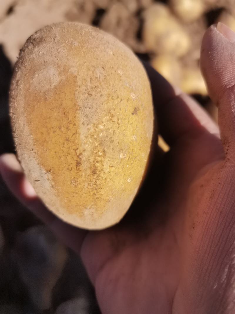 永昌精品黄心西森土豆