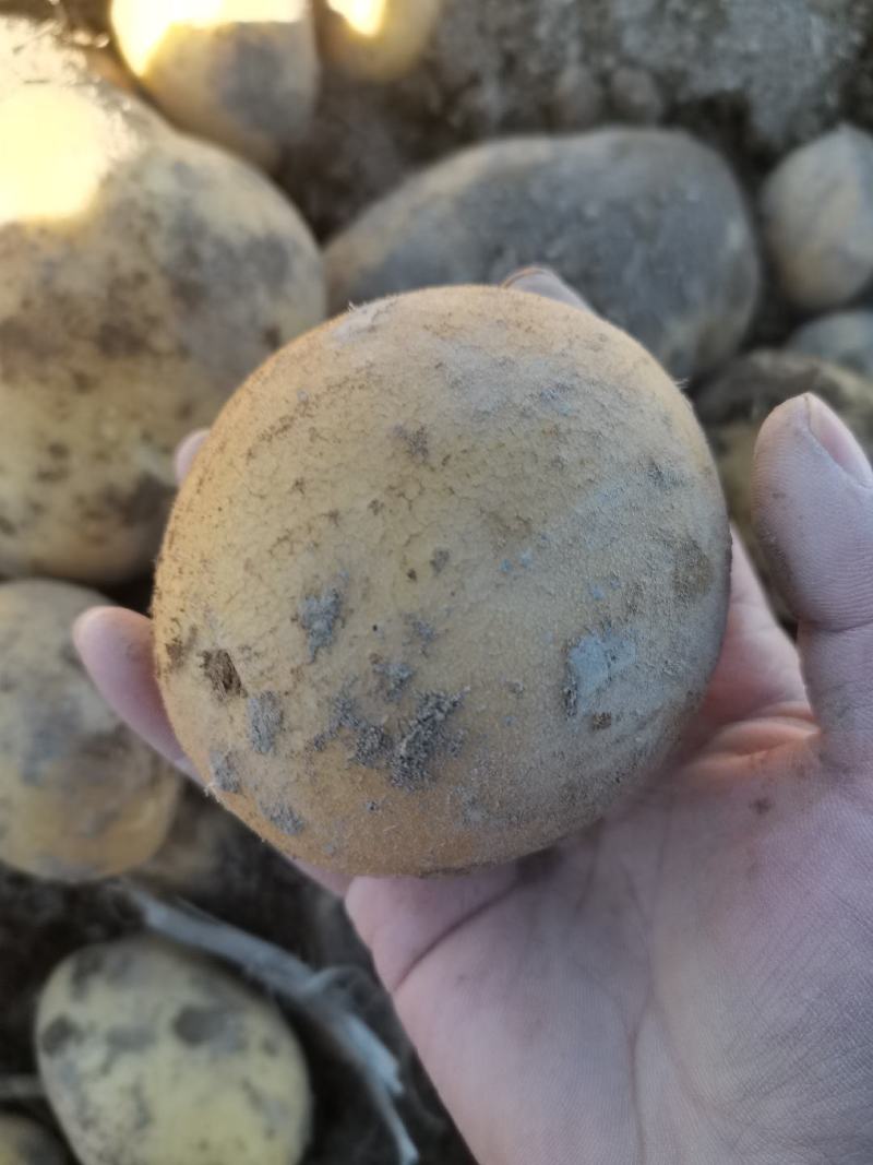 永昌精品黄心西森土豆