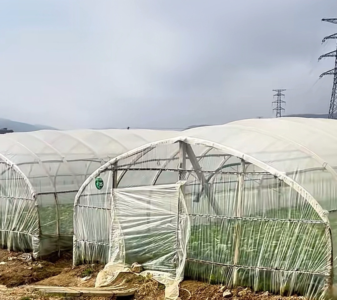 娃娃菜夏季种植遮阳大棚实景