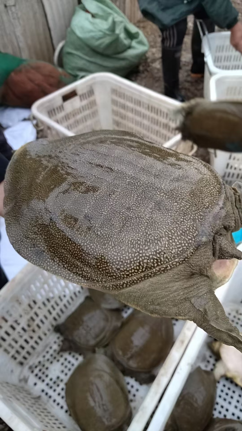 汉寿生态甲鱼