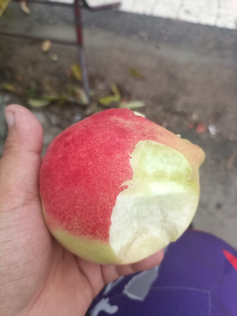 中华寿桃半斤以上
